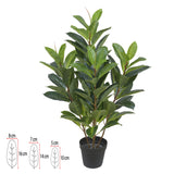 Árvore Ficus Elástica Real com Vaso - 85 cm